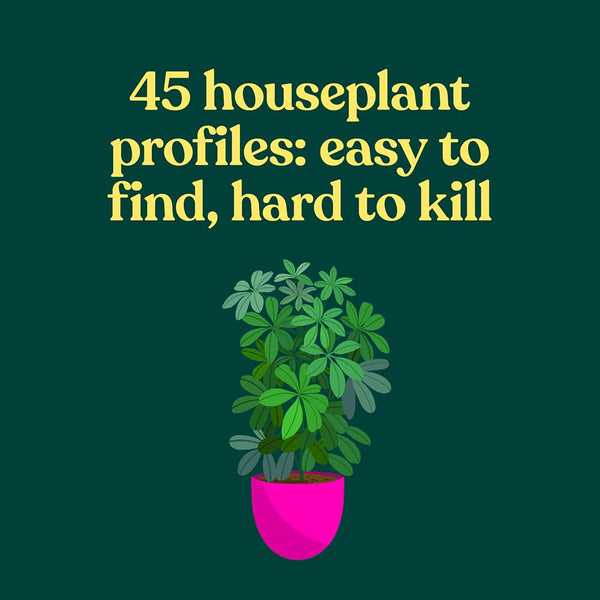 The Green Dumb Guide To Houseplants